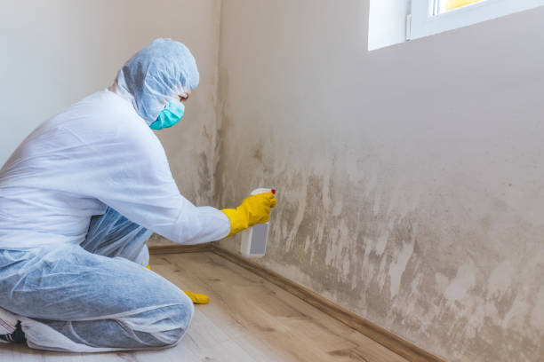 Licensed Mold Remediation service in Centreville, IL - 24 Hour Mold Removal