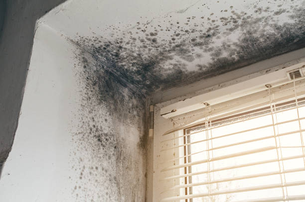 Affordable Mold Remediation solutions in Centreville, IL