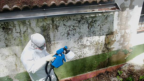 Top rated local Mold Remediation specialists in Centreville, IL